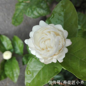 根系|虎头茉莉开花重瓣非常美，之所以多数人养不好，关键原因在这里