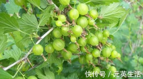 维生素c|中年人不想早衰,坚持吃几种食物,帮助消化,防止便秘,肌肤嫩白