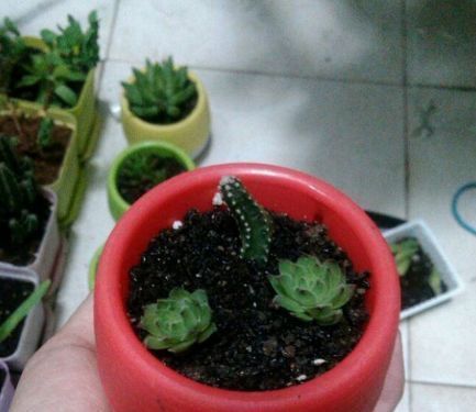 此种多肉植物最喜欢生孩子,一次就是一打,拔掉之后太惊艳