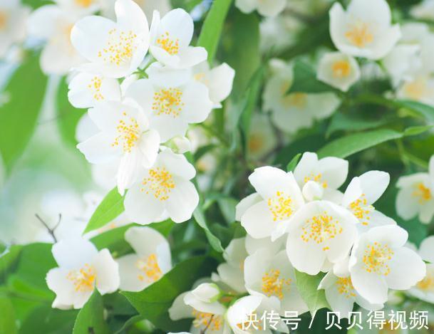 花香在世界排名前三的花,闻一闻精神百倍,你家有养么