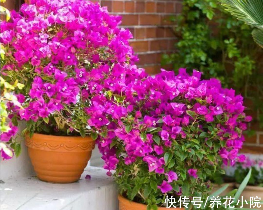 枝条|家里养4种花，秋天给它“剪一剪”，花苞长更多