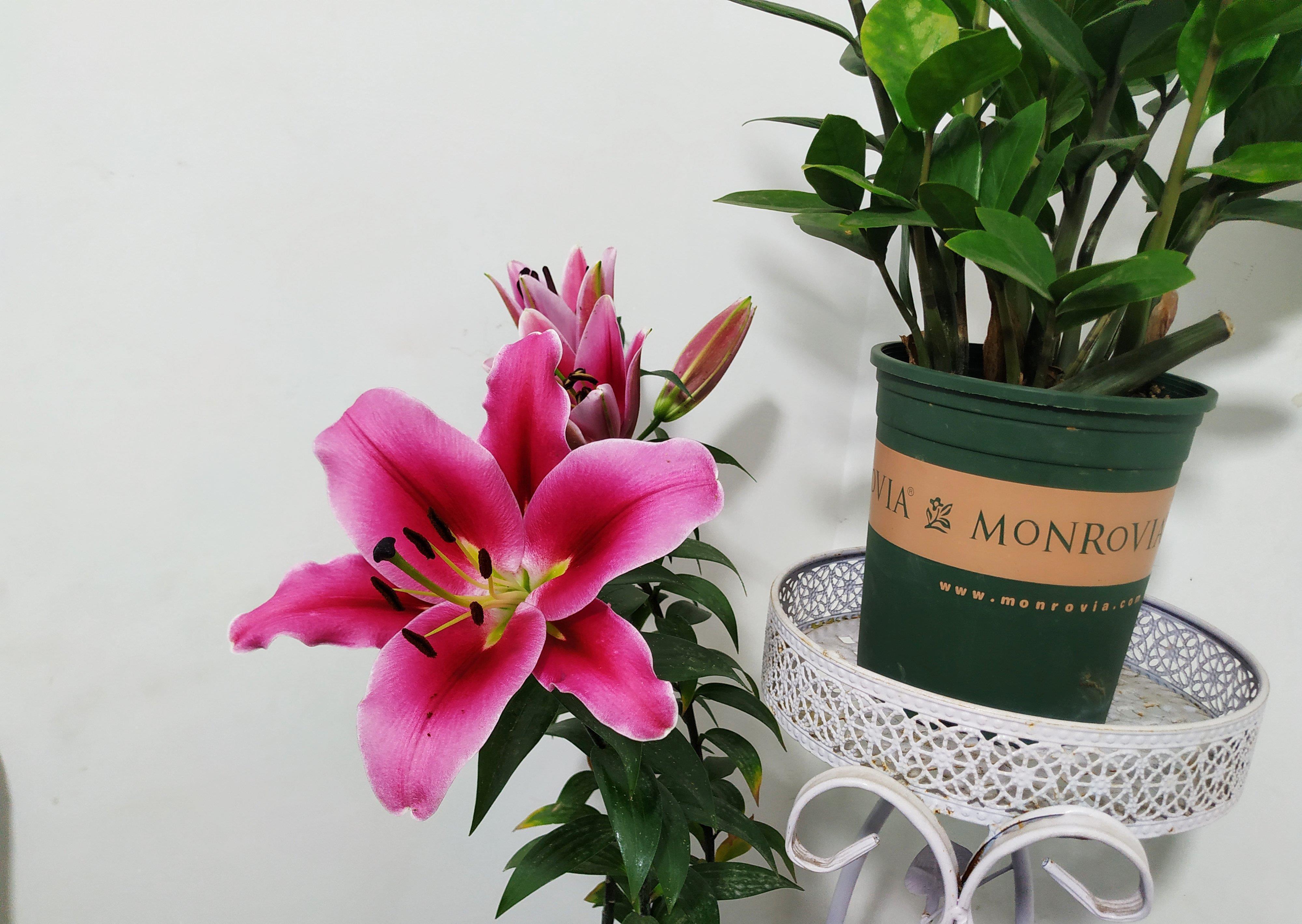 怪不得养花老是死,这些花都喜“酸水”,吃了酸不黄叶