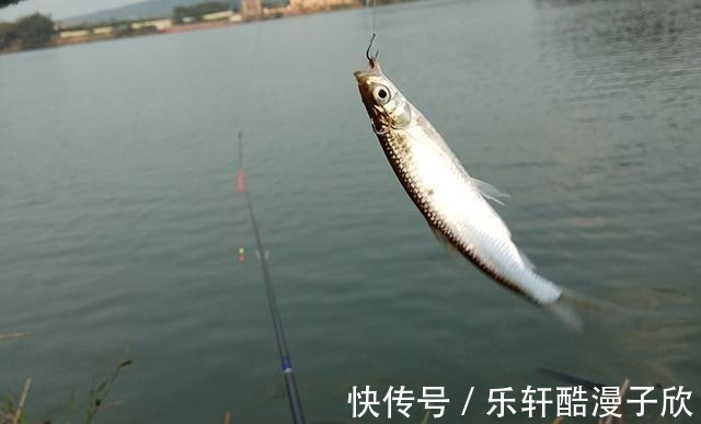 杂鱼闹窝不用怕,这些妙招帮你忙,让你轻松应对