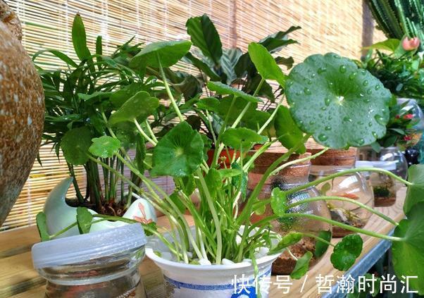 初次尝试养花,选什么植物好?盆栽此4款,搁室内漂亮又好养!