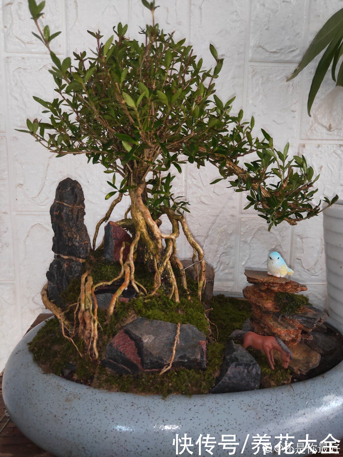 土壤|植物界的“祖师爷”，个头小作用大，挖回家种土里就活