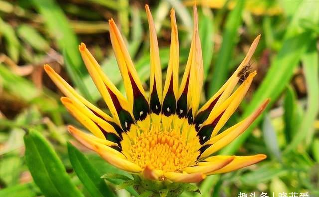 芙蓉葵|3种花耐寒又耐热，南北都能种，开花色彩艳丽，高雅大气