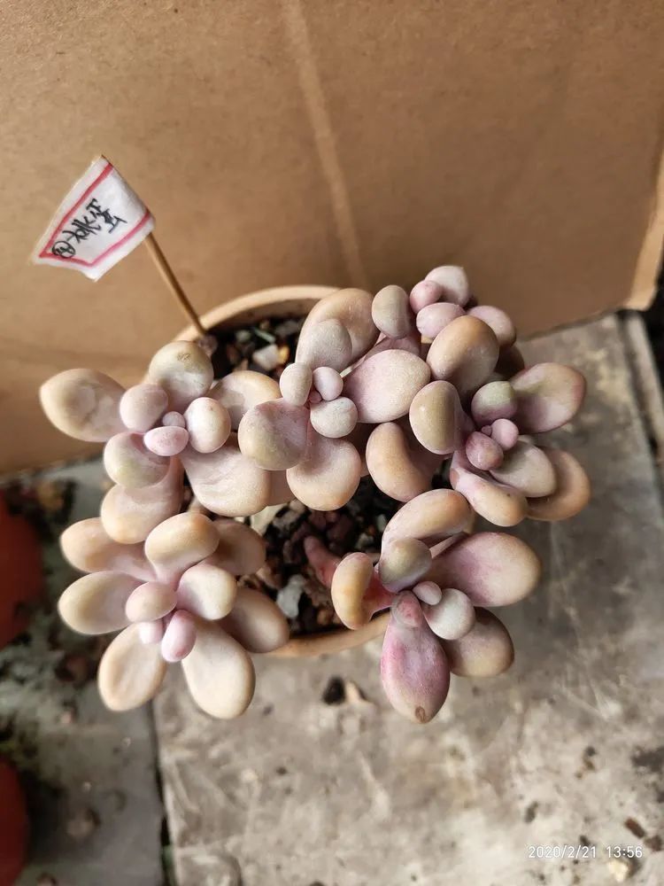 养肉多年的新手我相信它们一定可以变得更美丽！