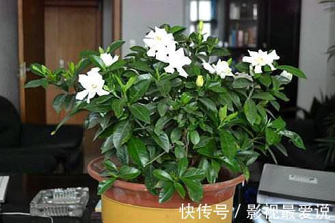 养九里香、栀子花,摆在这“3处”,黄叶掉花苞,养一盆死一盆!