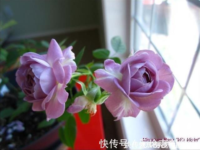 月季|20款紫色月季品种。浓香、抗病非常好养,天然紫色唯美盛开