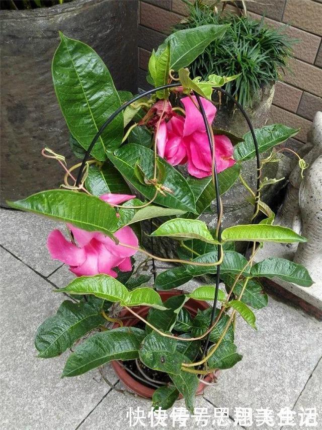 花苞|这花一开就是大半年,枝条沾水就活,根比萝卜还粗