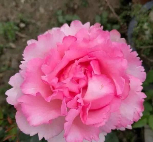 伊芙|此花,比玫瑰漂亮,比桂花还香,一年能开200天,比兰花强多了