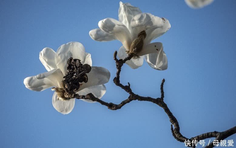 玉兰春意笑蓝天