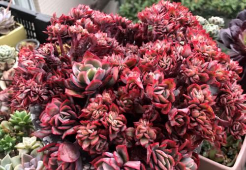 多肉植物虽然一般不用打顶，但有时候巧用打顶会有意想不到的效果