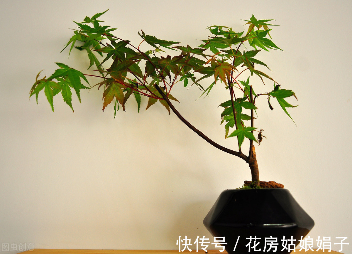 娟子|这3种家中常见“黑色物质”,在花盆里铺一层,养啥花多会很旺