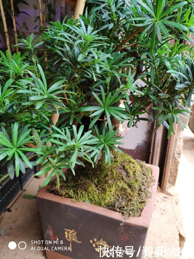 家里有老人,就养一盆罗汉松,寓意健康长寿