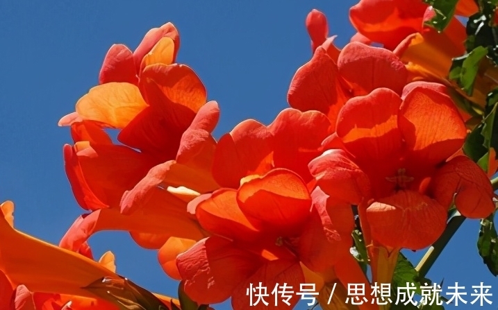 老一辈传下来的12月养花口诀,收藏了