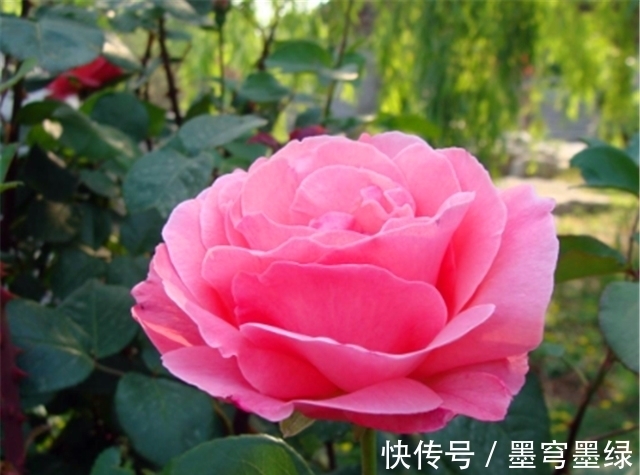 冬天月季要巧剪,“3个技巧”很实用,学会了春天新枝多又壮