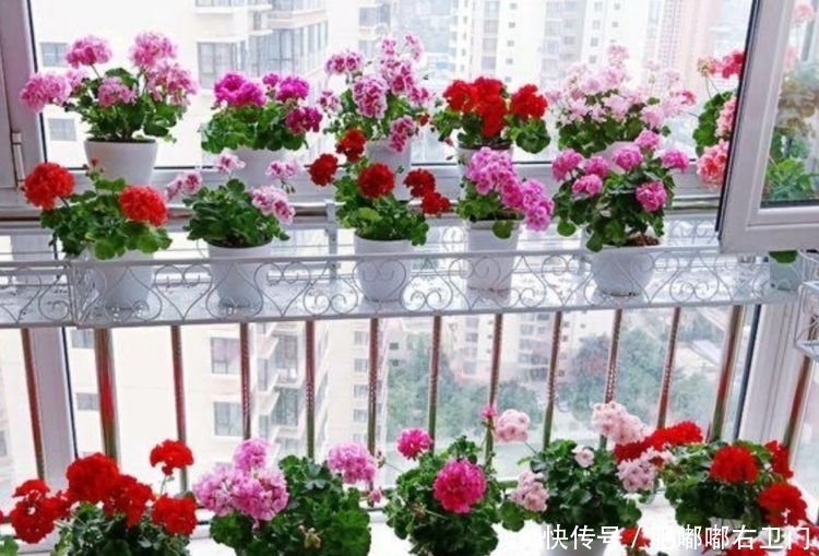 4种花很耐养,沾土就能活,浇水就疯长,随便养都开花不断