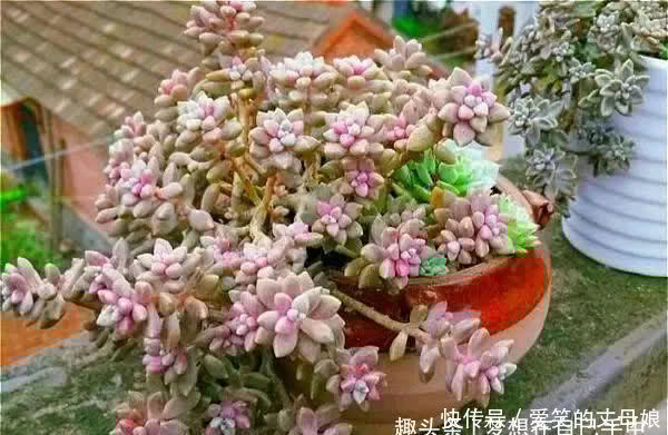 你喜欢老桩多肉吗?