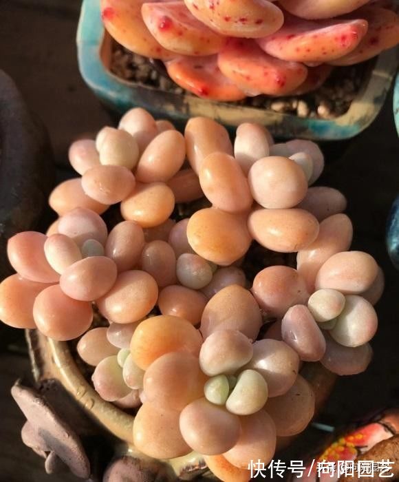 多肉|什么是好多肉？颜色漂亮就是好多肉？大错特错，多肉不分好坏