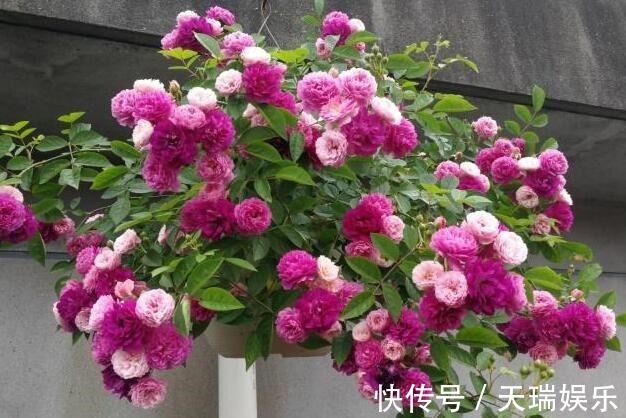 花量|李小姐养1盆“开花机器”，一年开花300多天，好养又漂亮，还特香