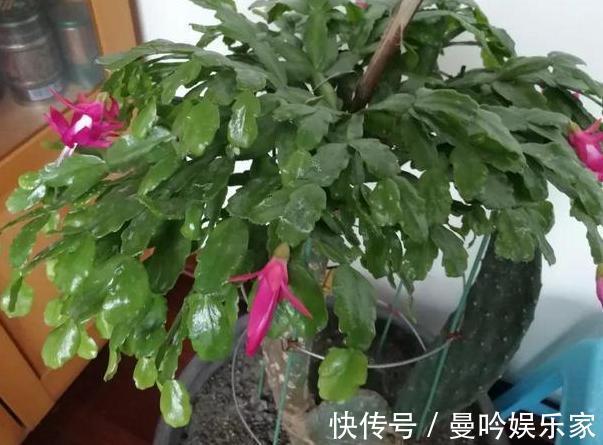 嫁接蟹爪兰该注意什么多了解3个问题,植株年年开成''花树''