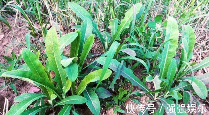 野菜|乡下1野草，俗称“小人参”，路边常见，价值珍贵却少有人懂