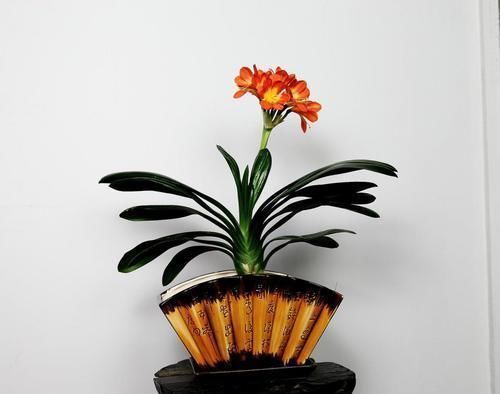 铺面|君子兰养不好,关键是不知道几个技巧,不然分分钟开到爆!