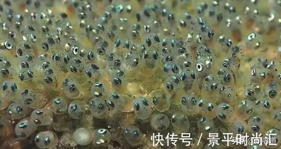 钓鱼人看着都痛心,河道清理水草,密密麻麻的鱼卵也一同被清理