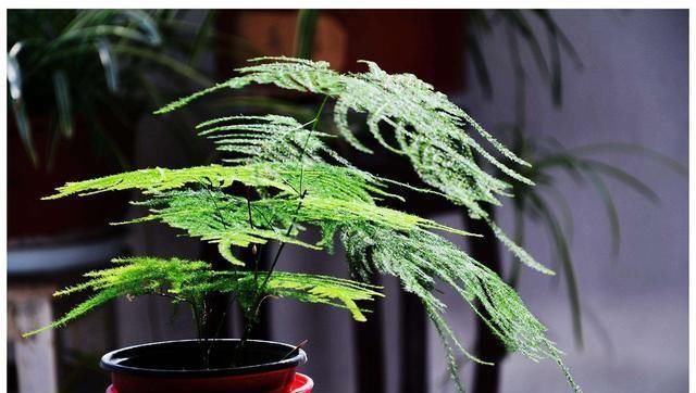 入夏文竹变得难伺候,做好几点养护,天气再热也不怕,叶色翠绿