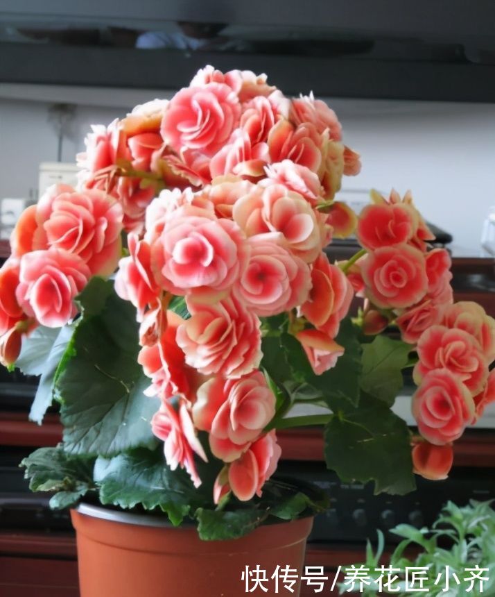 家中如果养着“夏必死”花卉，想要不出意外，必须这样做