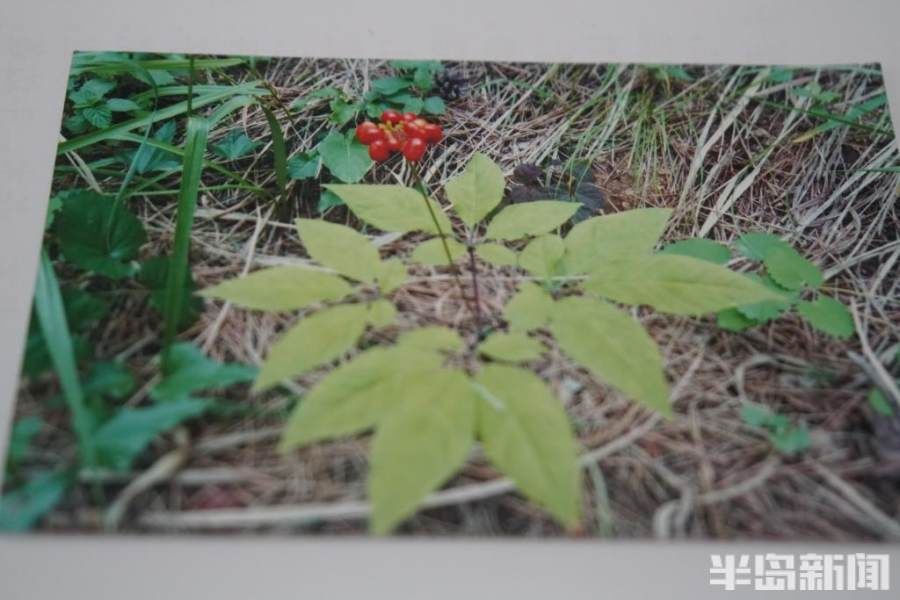 引种|长白山人参扎根崂山！从采药人到种药人，青山农民15年引种让传说变现实