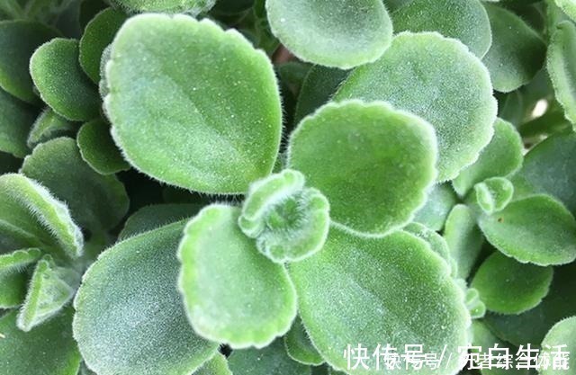 碰碰香|香水不用买,“1种花”放客厅,一年四季“有芳香”,阳台也能养!