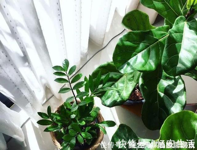 凉开水|用自来水、雨水、桶装水和凉开水养花的差别,哪种水养花最好呢