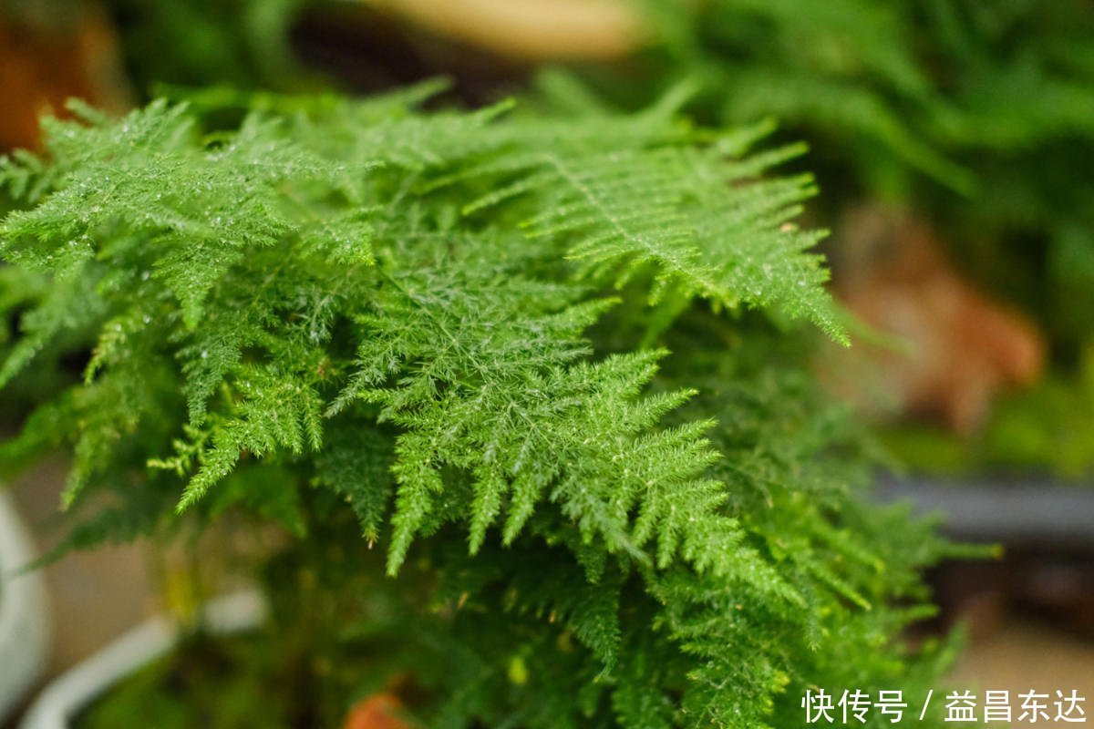 冬天开窗少,室内空气差,3种花净化空气效果好