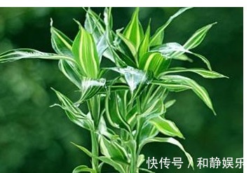 虎皮兰|以下7种常养花施肥大全，告诫花友们一定不要在瞎施肥啦