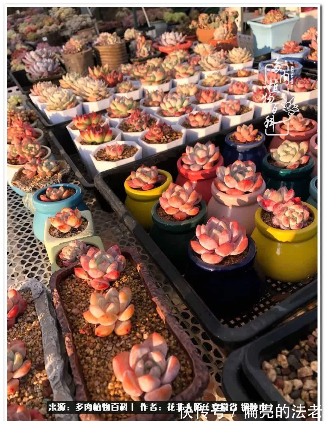 感恩遇见,感谢有你——多肉