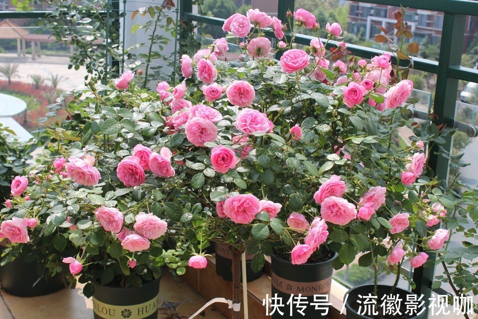 养护|养好月季2个条件必须具备,要不黄叶、病虫害,迟迟不开花