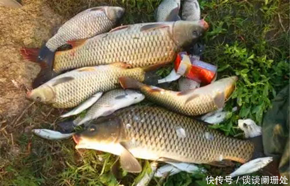 初夏钓大鱼，用这些贴近“自然”的饵料配方，大鱼“无力抵触”