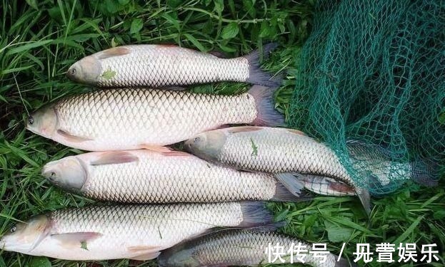 禾本科植物|别把钓草鱼看的那么难,做到这几点,连竿中鱼如若等闲