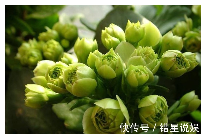 懒人养花就选它，一年四季都在开，掐个叶子插盆里很快就能活！