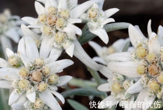 薄雪草|此花极其稀有罕见，难以见其美丽容颜，代表着为爱牺牲一切的心