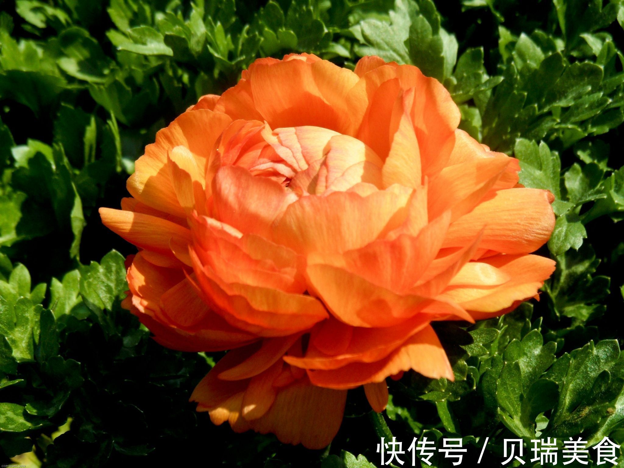 令人无法拒绝的花卉盆栽,实在很美丽,你清楚嘛