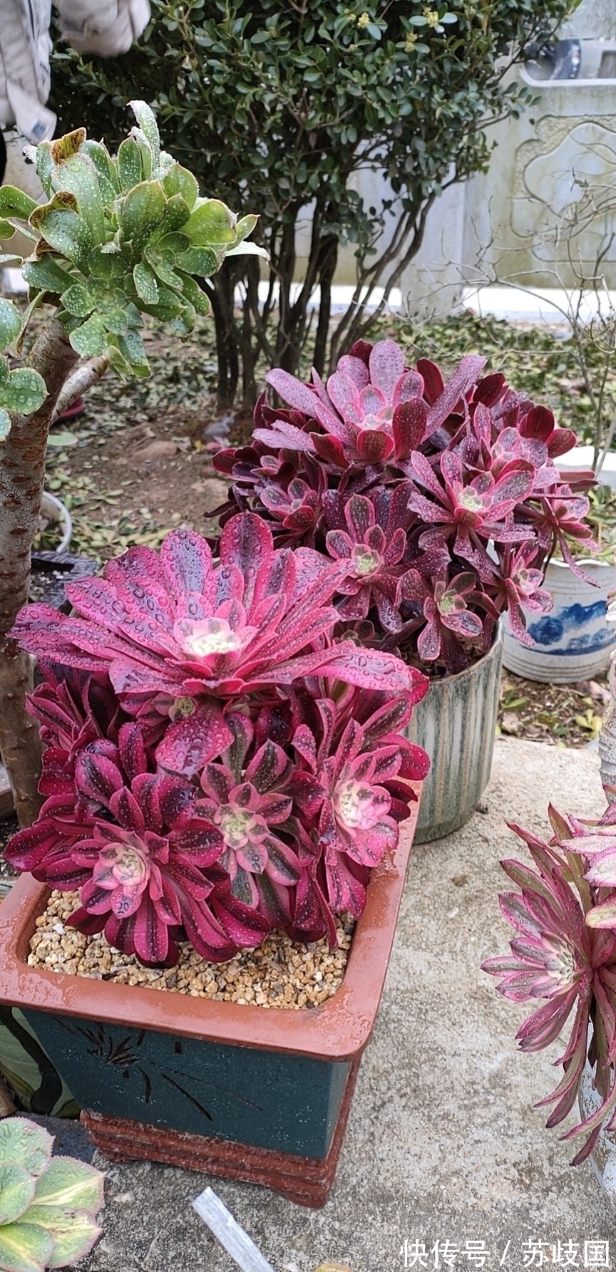 这“三多肉”是爆崽小能手,颜值高易爆盆,却因便宜“无人问津”