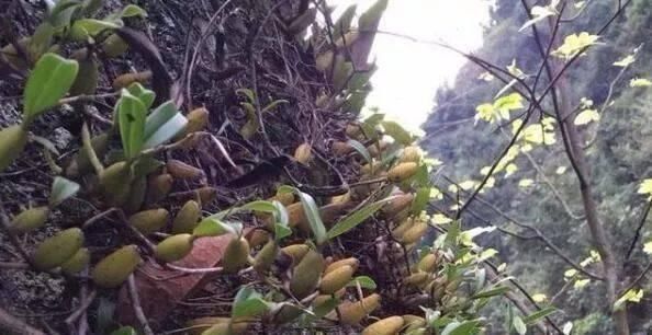 农民朋友|山上一植物,俗称“金枣”,一斤能卖60元,十分珍贵,遇见请重视