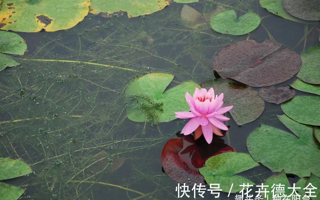 水深|“水中女神”睡莲的生长期档案,在最恰当的时机栽种与收获!
