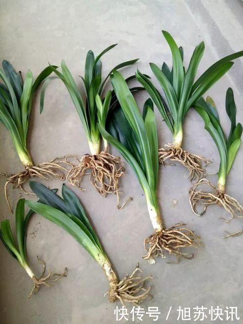 花盆里出现“这东西”,马上换盆吧,不然“离烂根”不远了