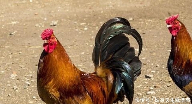 长见识了|农村杀公鸡时,喜欢给公鸡灌一口白酒,是为什么?看完长见识了!