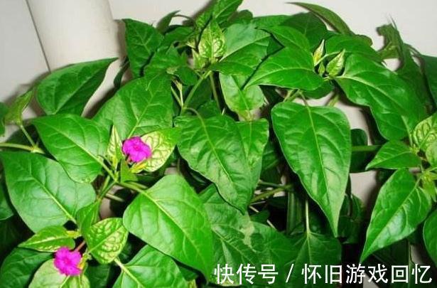 卧室养花有讲究，4种花一定不能养，不然后悔就晚啦