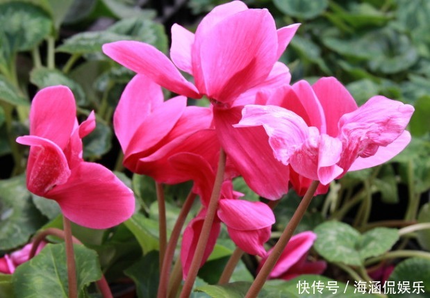 扶桑花|推荐几朵香香花，夏天开花不断，放在室内，香香一整夏，花开艳丽